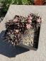 Preview: Mammillaria erythraea